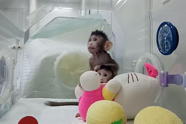Clonazione di primati: macachi fotocopia e torture cinesi