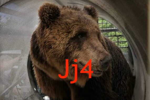 Jj4: detenuta in attesa di giudizio