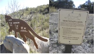 Segnali sulla presenza di mountain lions a Santa Rosa Plateau California, USA